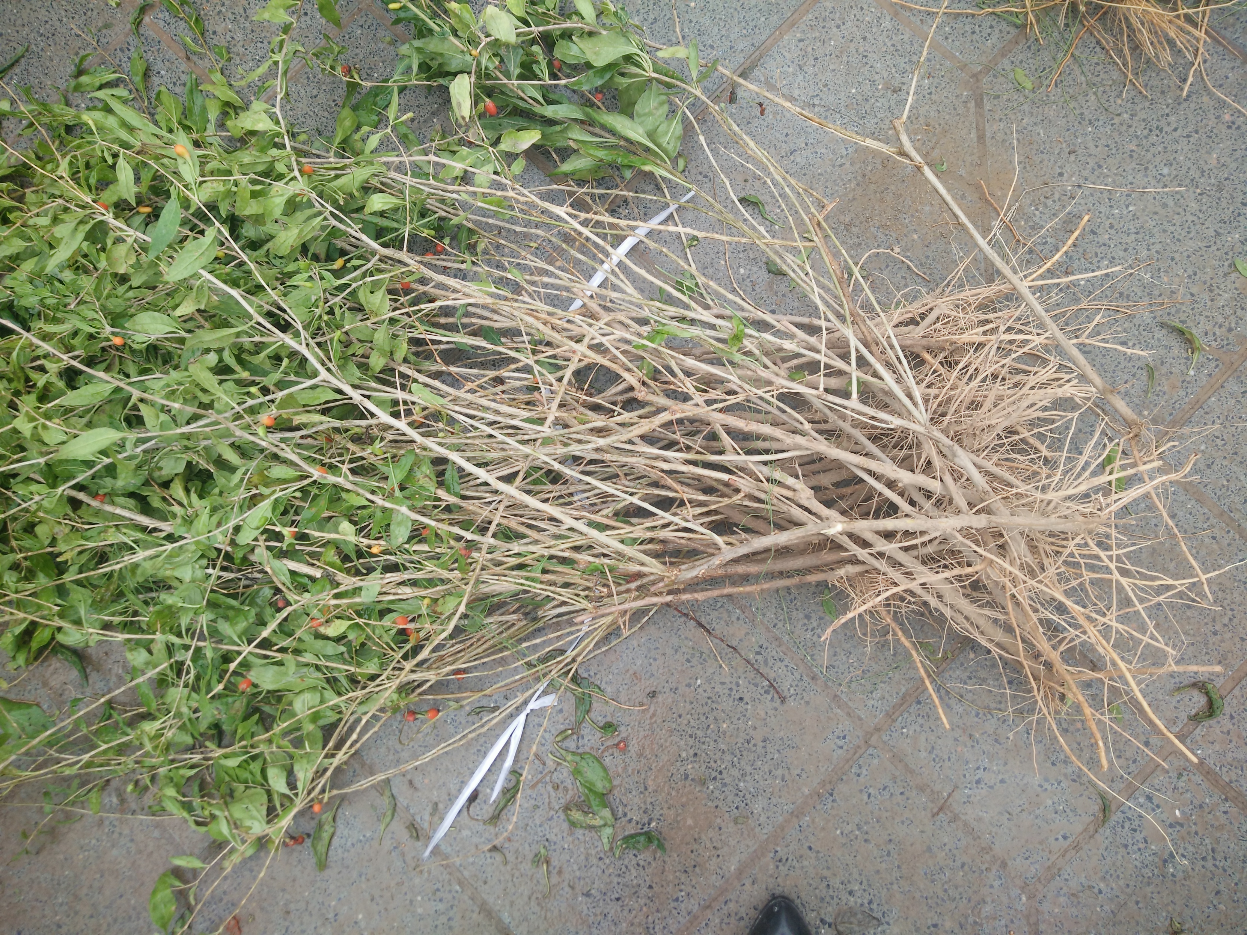 枸杞苗圖片/枸杞苗樣板圖 (2)