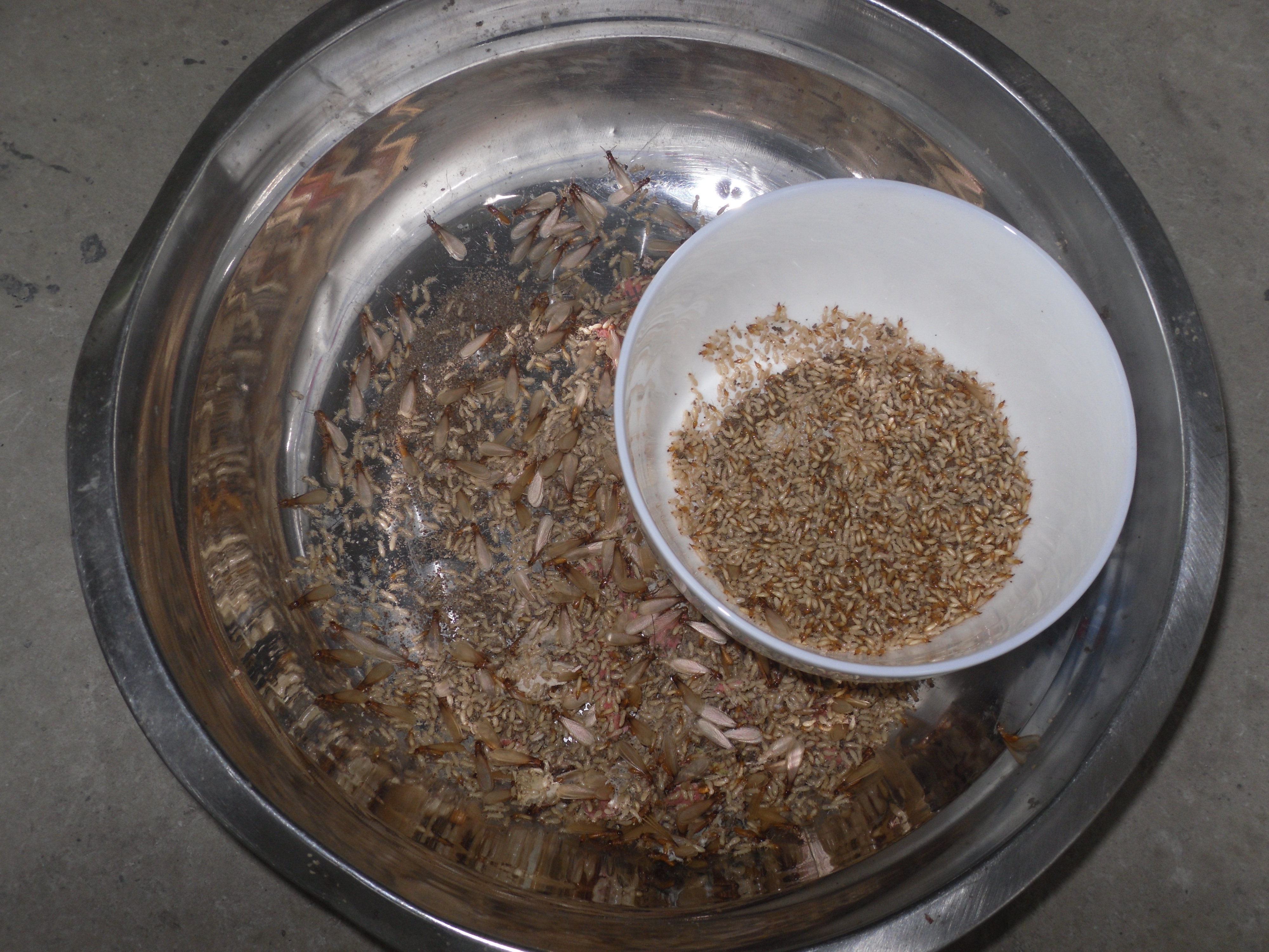 廣西白蟻裝修圖片