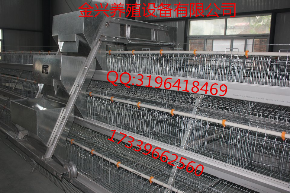 供應(yīng)金興養(yǎng)殖設(shè)備供應(yīng)各種養(yǎng)雞設(shè)備圖片/供應(yīng)金興養(yǎng)殖設(shè)備供應(yīng)各種養(yǎng)雞設(shè)備樣板圖 (3)