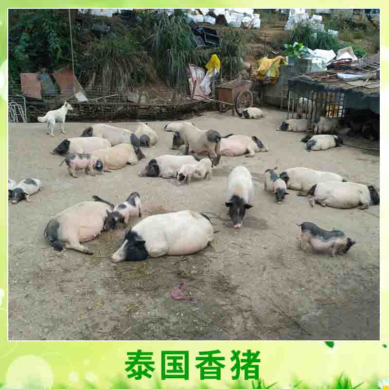 香豬養(yǎng)殖圖片/香豬養(yǎng)殖樣板圖 (3)