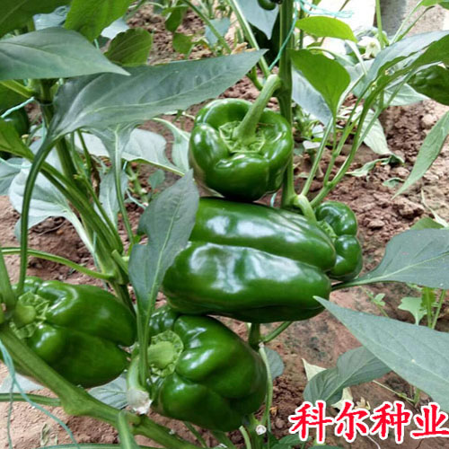 椒種子圖片/椒種子樣板圖 (2)