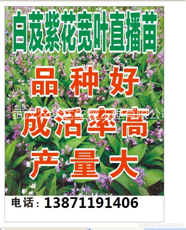 三叉巨茎大白芨