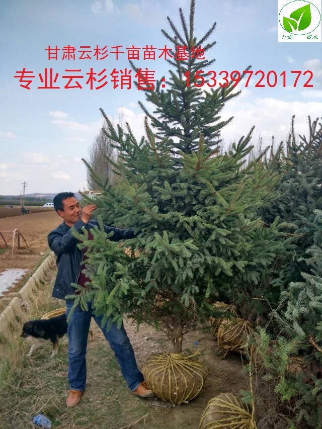 云杉圖片/云杉樣板圖 (1)