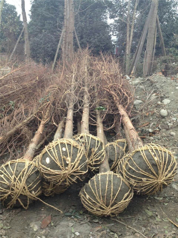 水杉圖片/水杉樣板圖 (4)