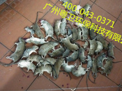 廣州滅鼠選哪家？ 廣州滅鼠公司選哪家？ 廣州殺蟲公司廣州滅鼠公司選哪家？