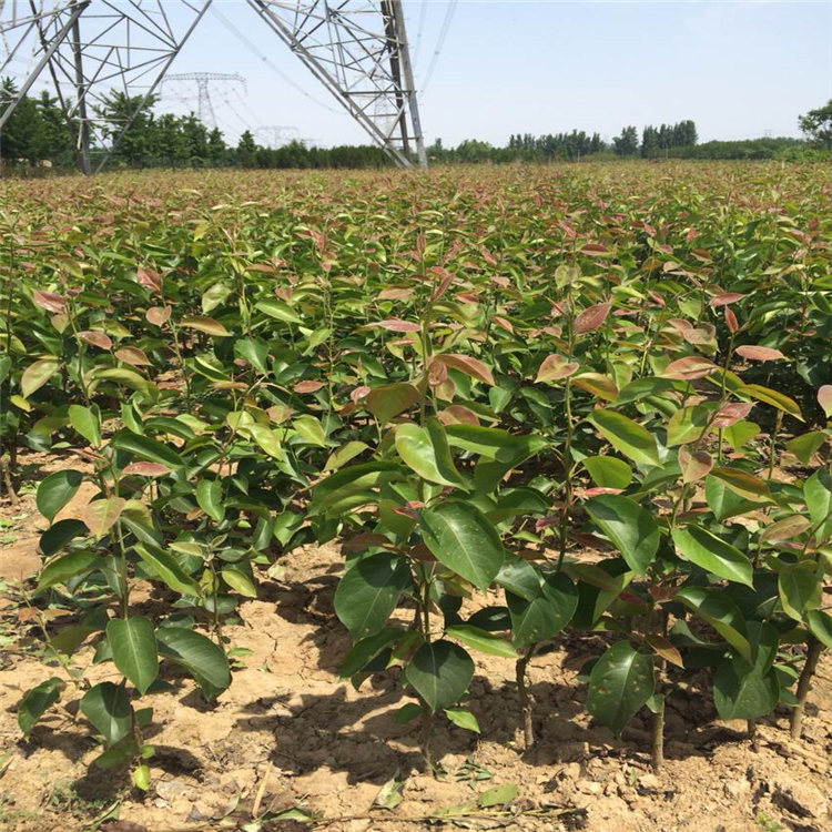 基地种植晚秋黄梨树苗批发 早酥红梨 自家种植看圃起苗包成活图片