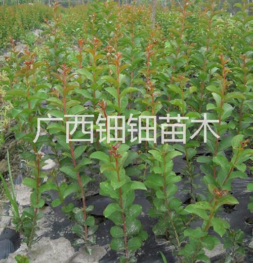 南宁市山东品种纯正紫薇苗批发厂家山东品种纯正紫薇苗批发 山东专业培育百日红苗木基地，山东紫薇苗价钱