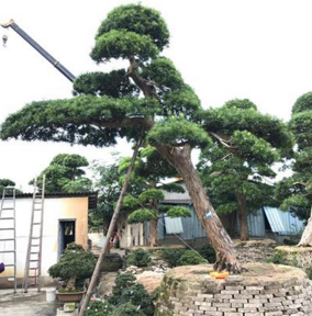 羅漢松圖片/羅漢松樣板圖 (2)