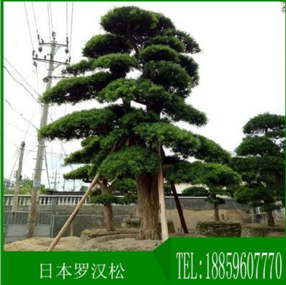 廠家供應(yīng)日本羅漢松樹精品15至70公分批發(fā)羅漢松求購羅漢松圖片