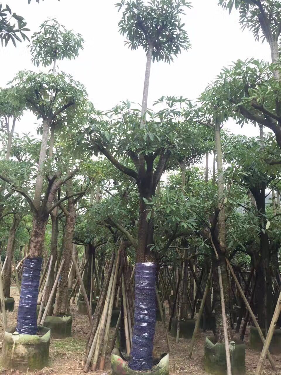 盆架子圖片/盆架子樣板圖 (4)