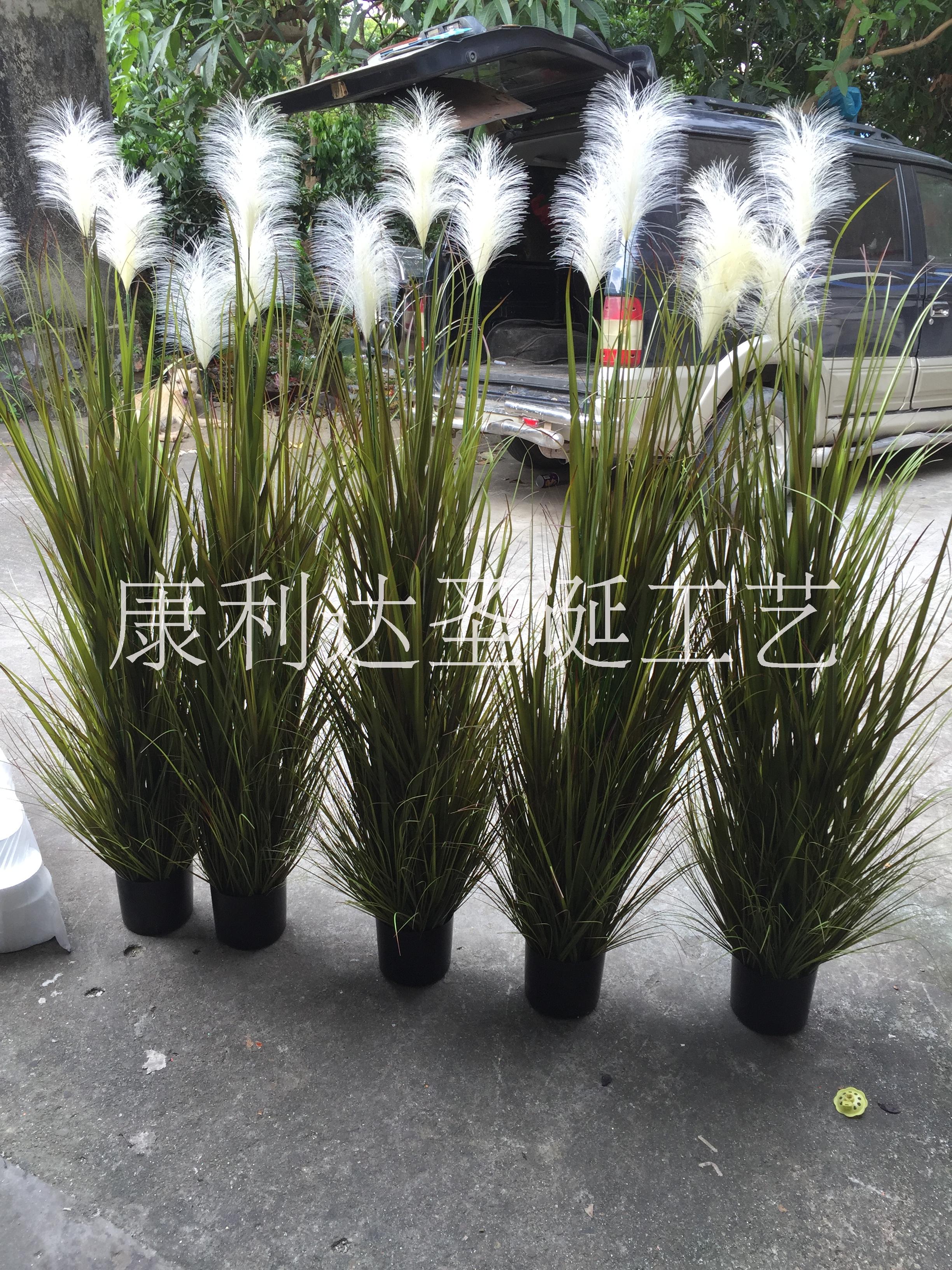 洋蔥草圖片/洋蔥草樣板圖 (4)