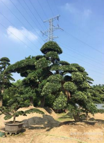 羅漢松圖片/羅漢松樣板圖 (4)