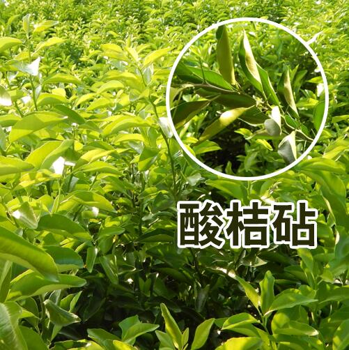 沙糖桔圖片/沙糖桔樣板圖 (3)