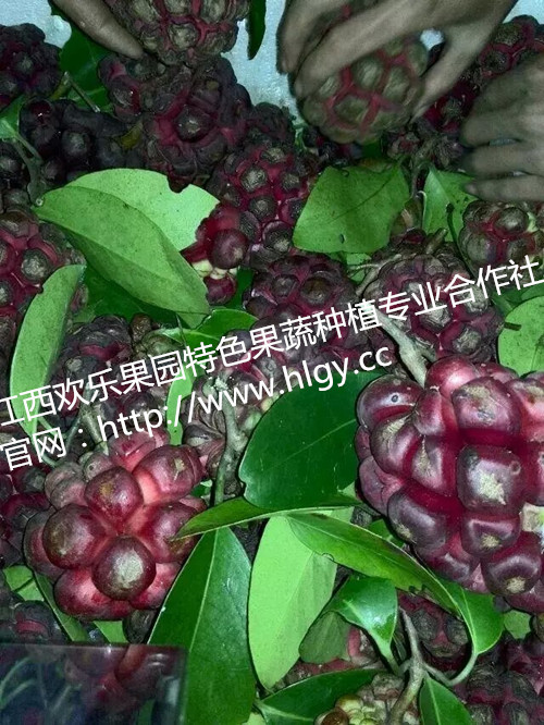 供應(yīng)供應(yīng)布福娜種苗，天下奇果—布福娜種苗，黑老虎