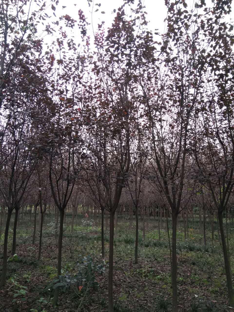 成都紅葉李基地紅葉李直銷*格存活率高