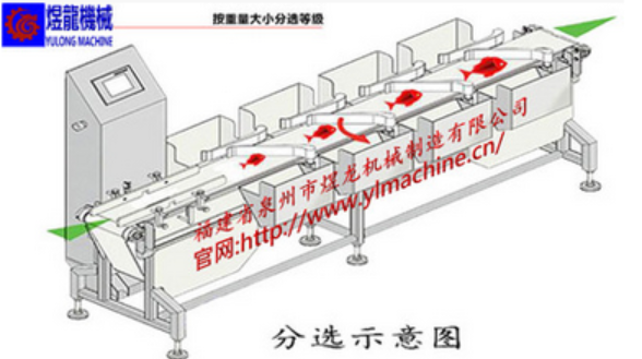 九级称重分选机图片