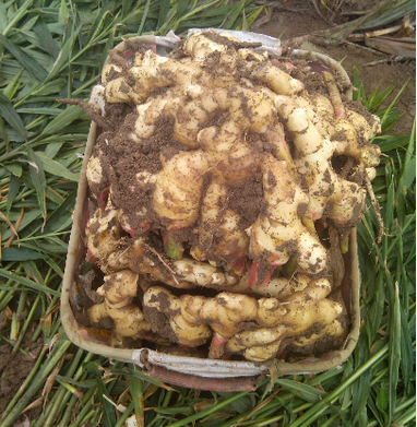 生姜圖片/生姜樣板圖 (3)