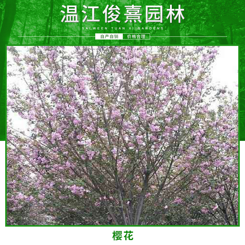 高桿櫻花圖片/高桿櫻花樣板圖 (4)