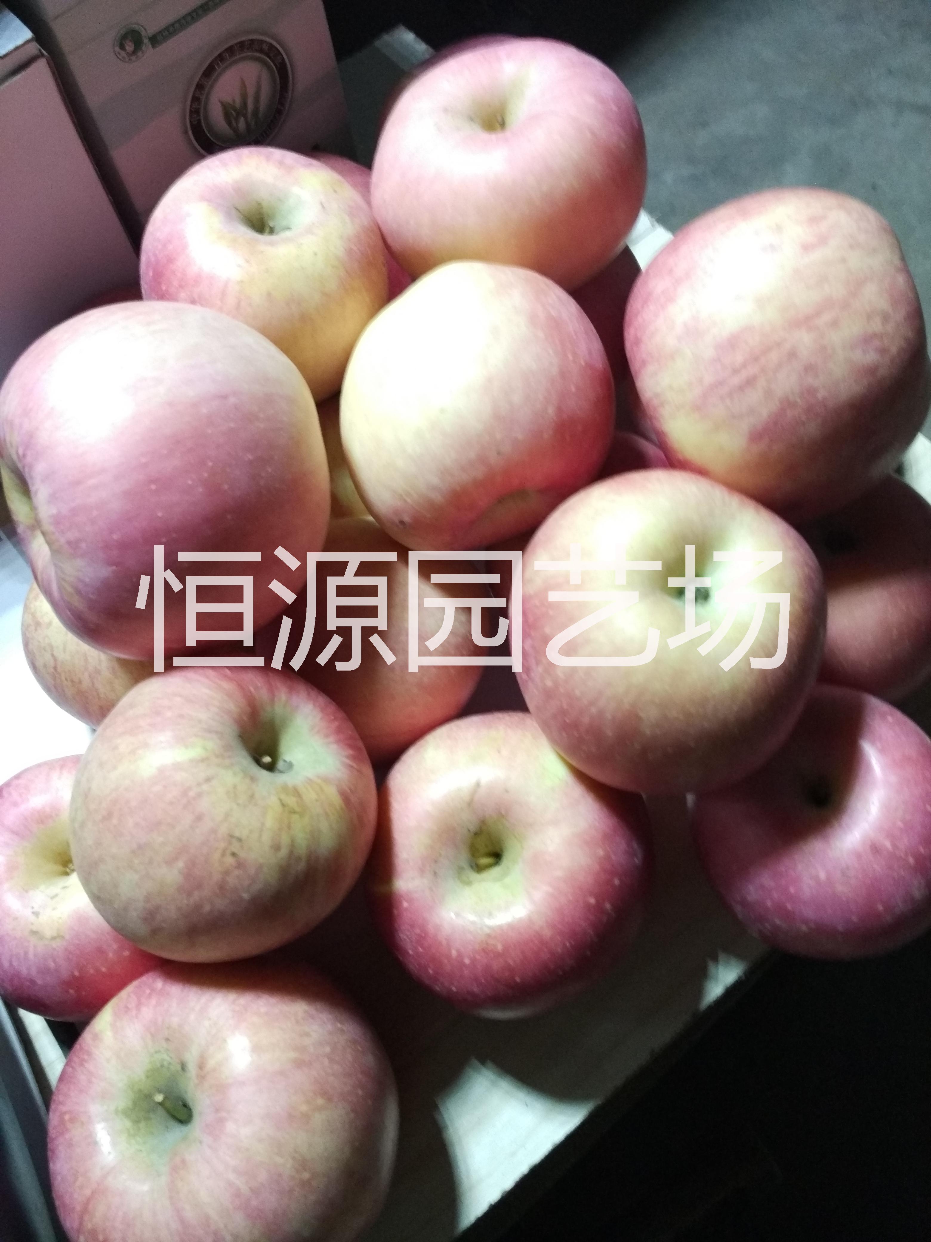 蘋果樹苗圖片/蘋果樹苗樣板圖 (2)