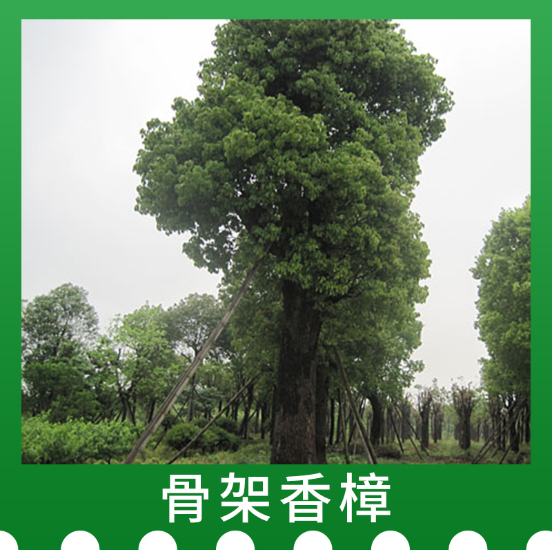 骨架香樟圖片/骨架香樟樣板圖 (2)