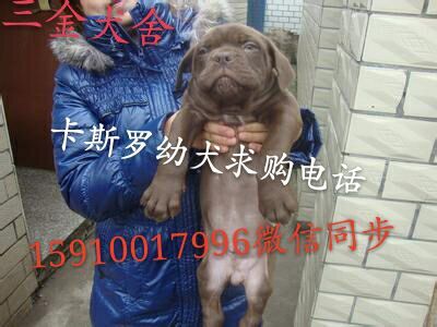 卡斯罗犬、杜高犬、罗威纳犬、马犬卡斯罗犬、杜高犬、罗威纳犬、马犬三金猛犬养殖基地