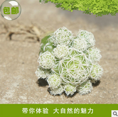 景天科白鳥(niǎo)多肉植物銷(xiāo)售