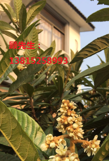 別墅綠化果樹，楊梅樹，蘇州楊梅樹圖片/別墅綠化果樹，楊梅樹，蘇州楊梅樹樣板圖 (4)