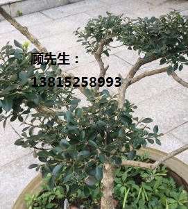 別墅綠化果樹(shù)，楊梅樹(shù)，蘇州楊梅樹(shù)