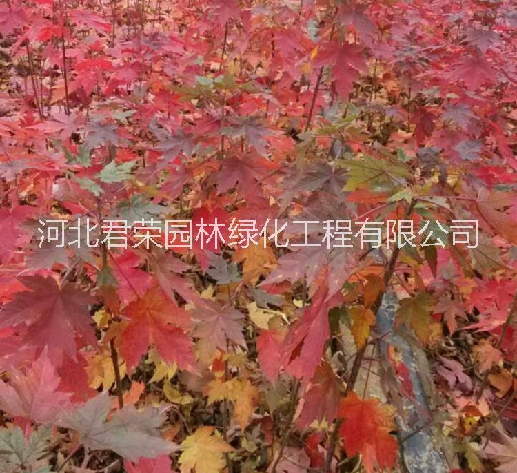 河北苗木基地供應(yīng)1-3公分 秋火焰