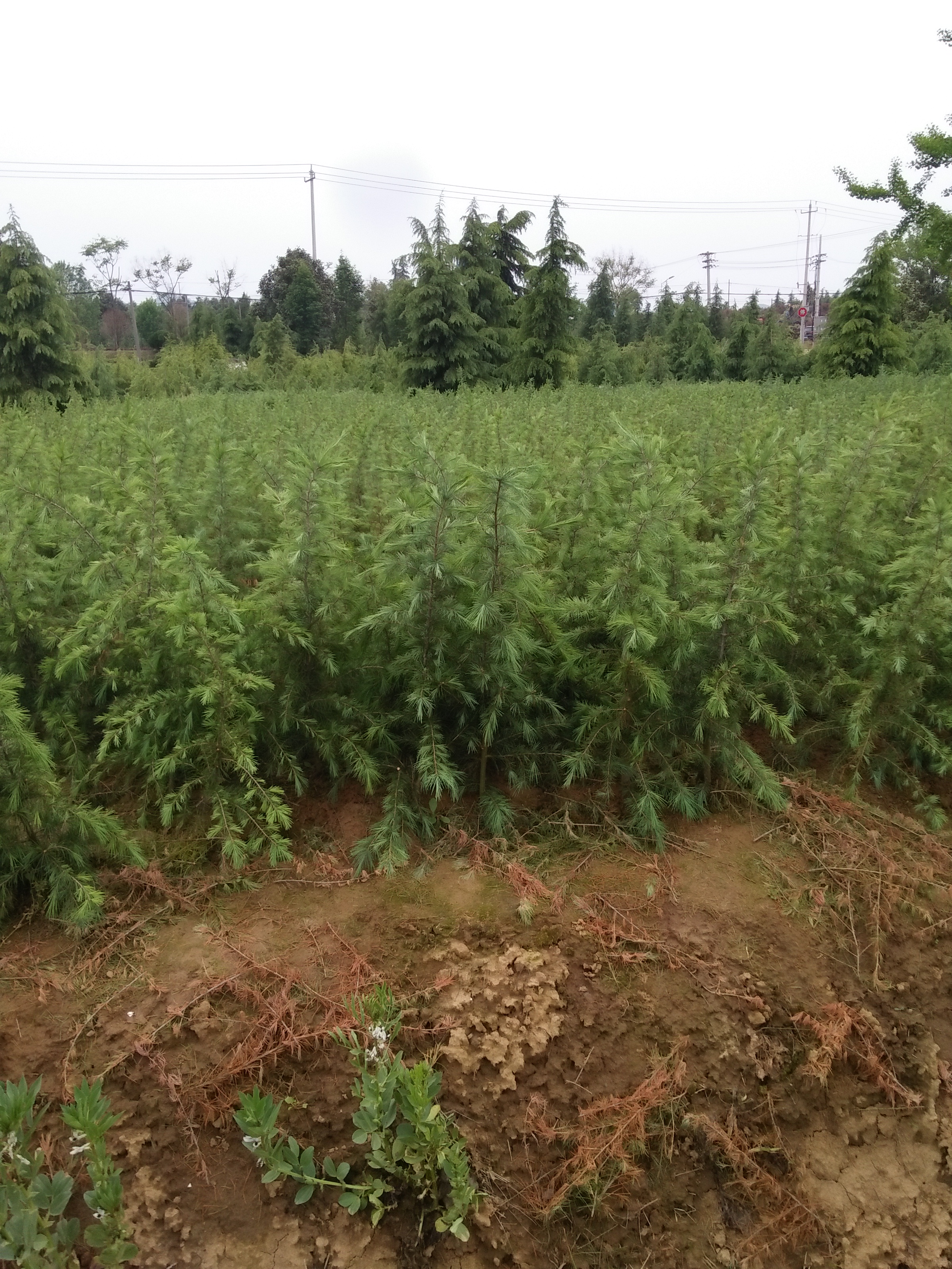 供應用于綠化的 雪松1.5米農戶自產自銷*上車報價