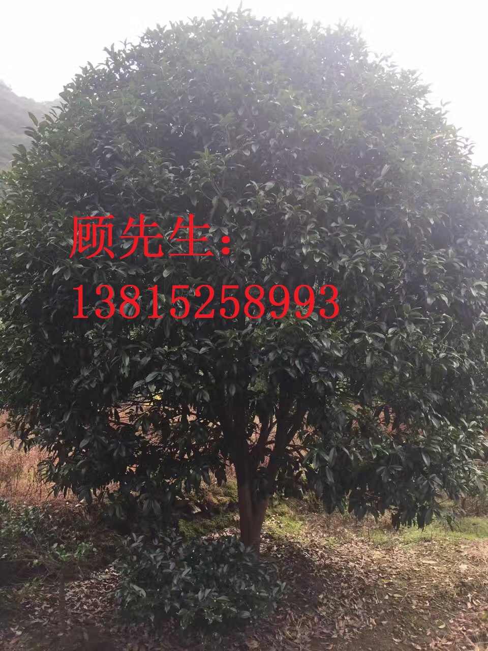 桂花樹批發(fā)與供應(yīng)圖片/桂花樹批發(fā)與供應(yīng)樣板圖 (3)