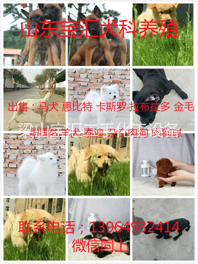 惠比特幼犬-惠比特价格-惠比特喂养图片