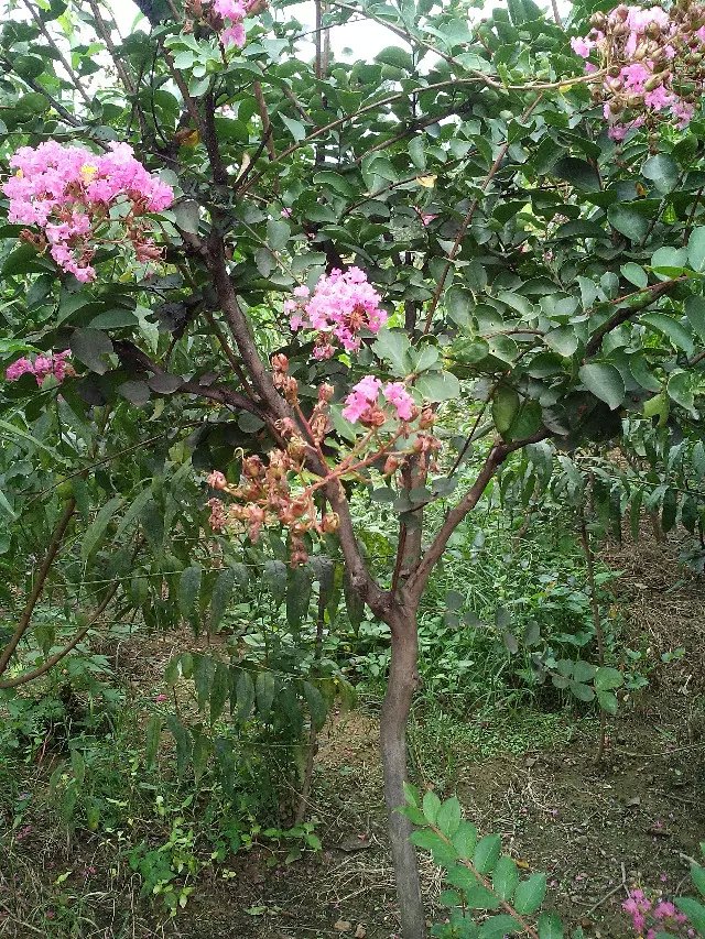 冬青苗圖片/冬青苗樣板圖 (3)