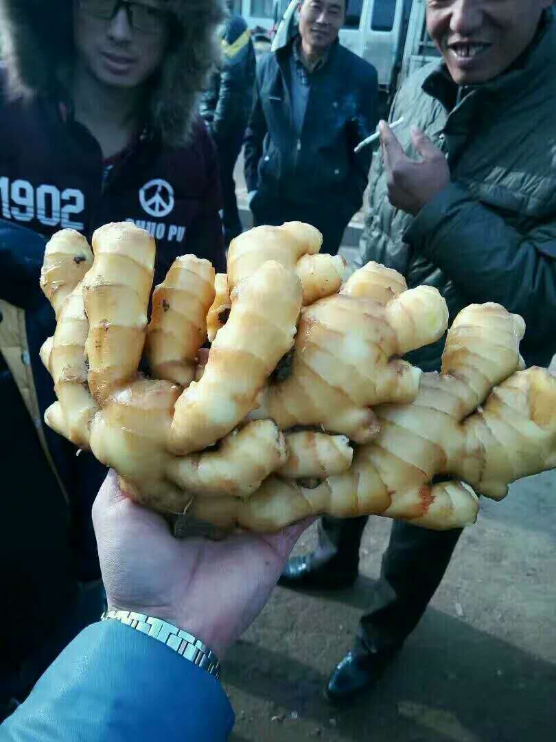 生姜產(chǎn)地在哪里生姜產(chǎn)地批發(fā)電話圖片