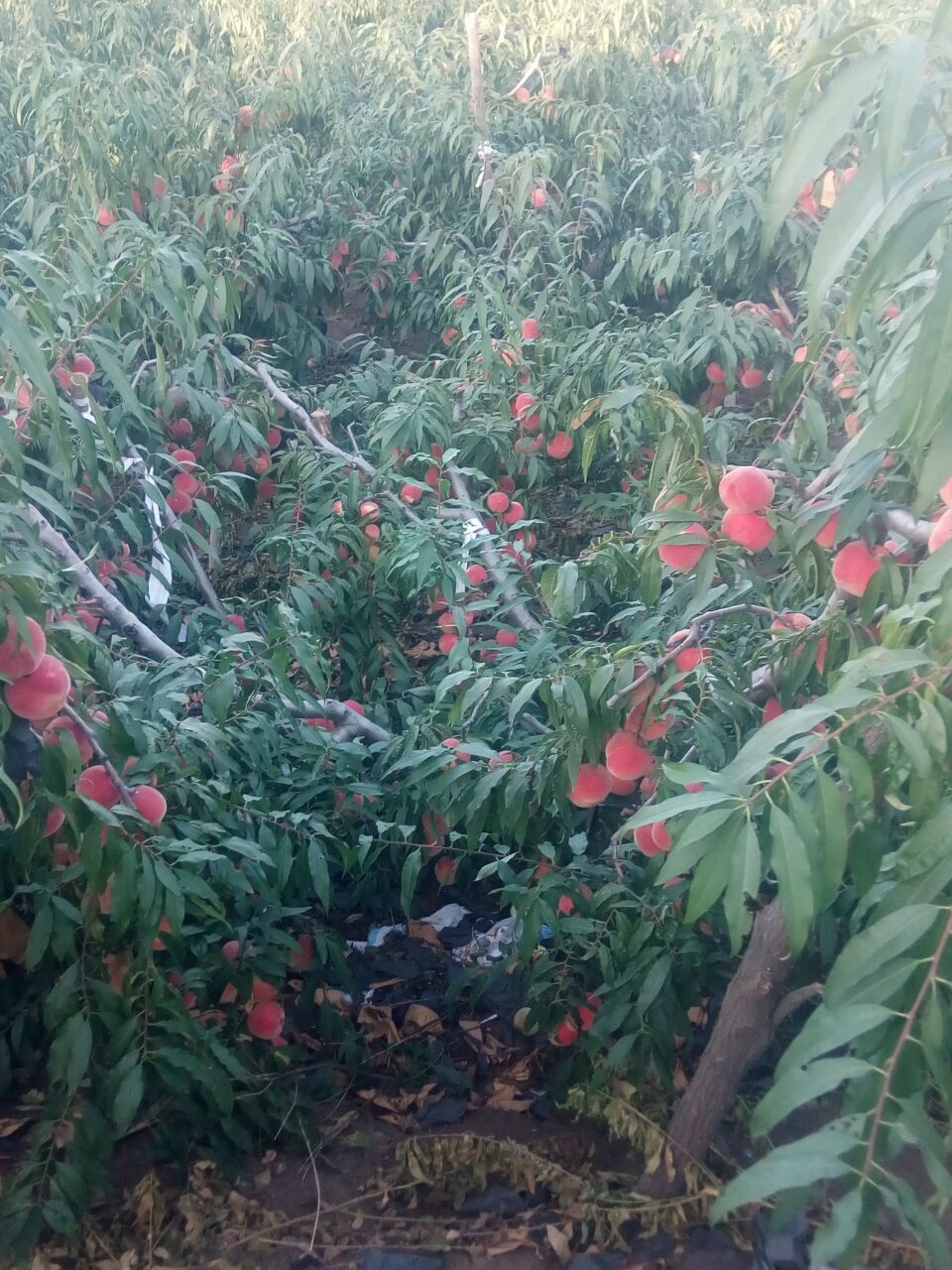 河南濤九紅桃樹苗批發(fā)價(jià)格，河南濤九紅桃樹苗種植基地