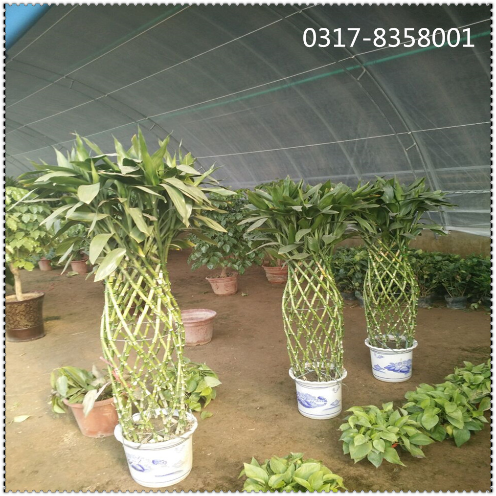 新旺興農(nóng)種植大棚8122春秋大棚圖片/新旺興農(nóng)種植大棚8122春秋大棚樣板圖 (3)