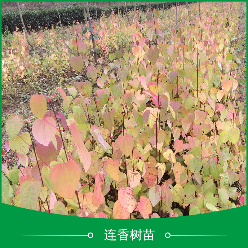 連香樹苗供應(yīng)圖片/連香樹苗供應(yīng)樣板圖 (4)