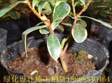 厂家直销室内盆栽绿植【金边瑞香】带花发货 盆栽花卉 瑞香花苗 花期超长图片