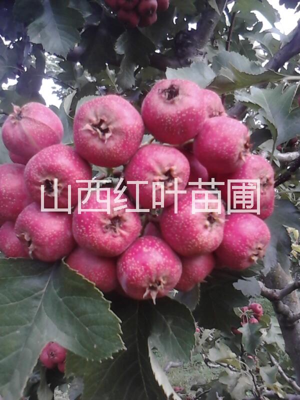 山楂果價格山東山楂果基地在哪山東山楂果供應(yīng)商