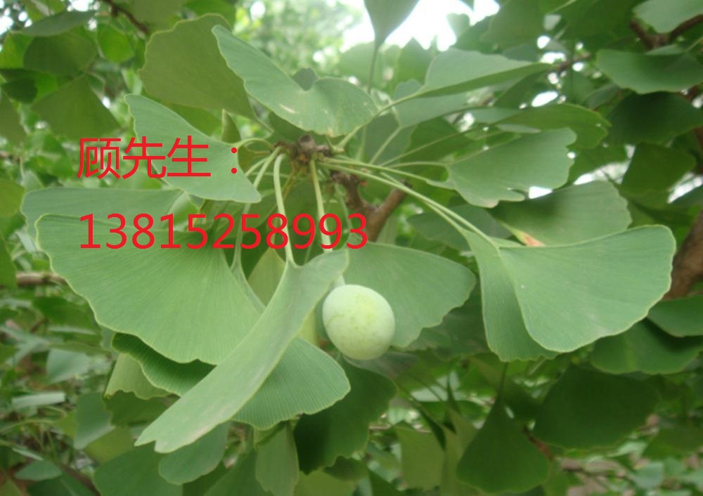 蘇州綠化苗木圖片