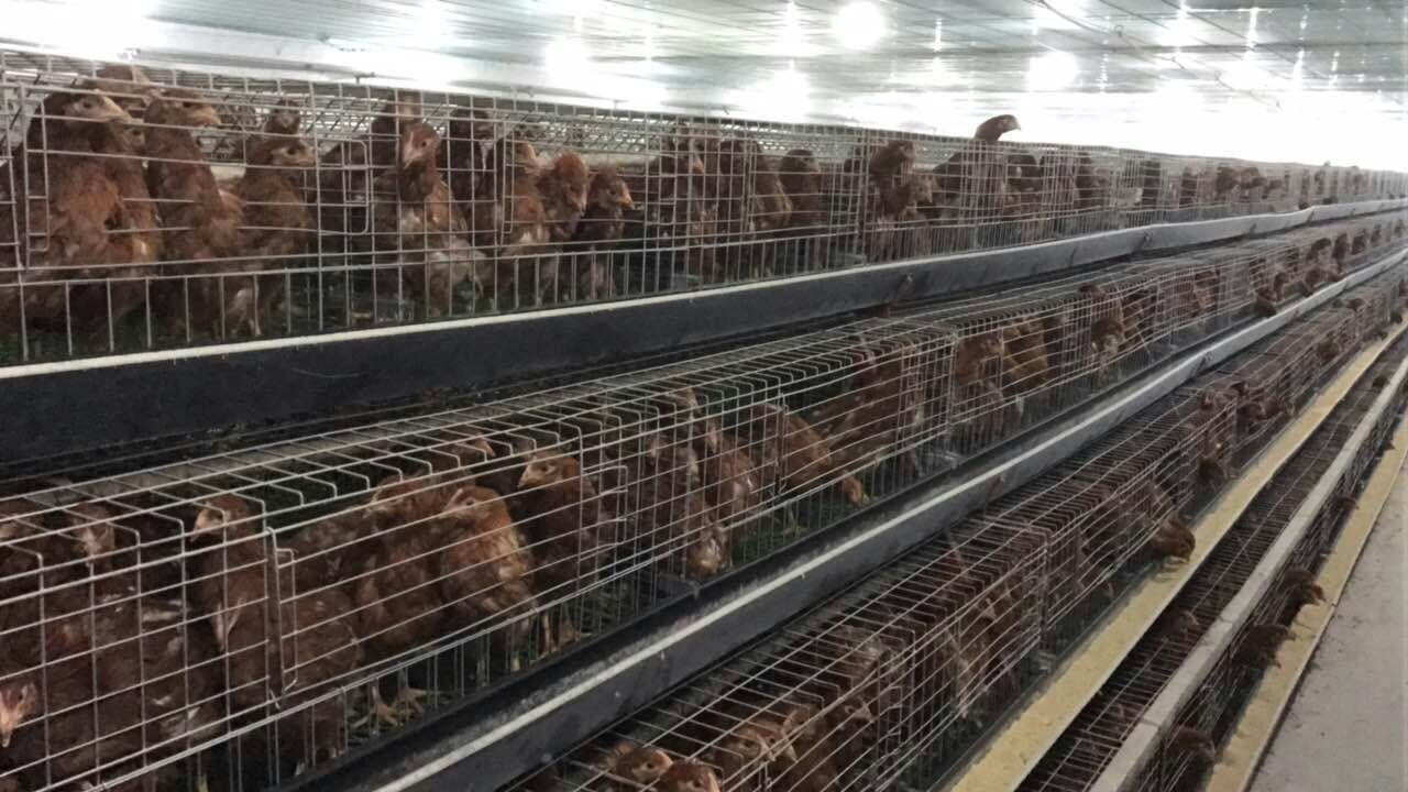 青年雞，蛋雞青年雞圖片