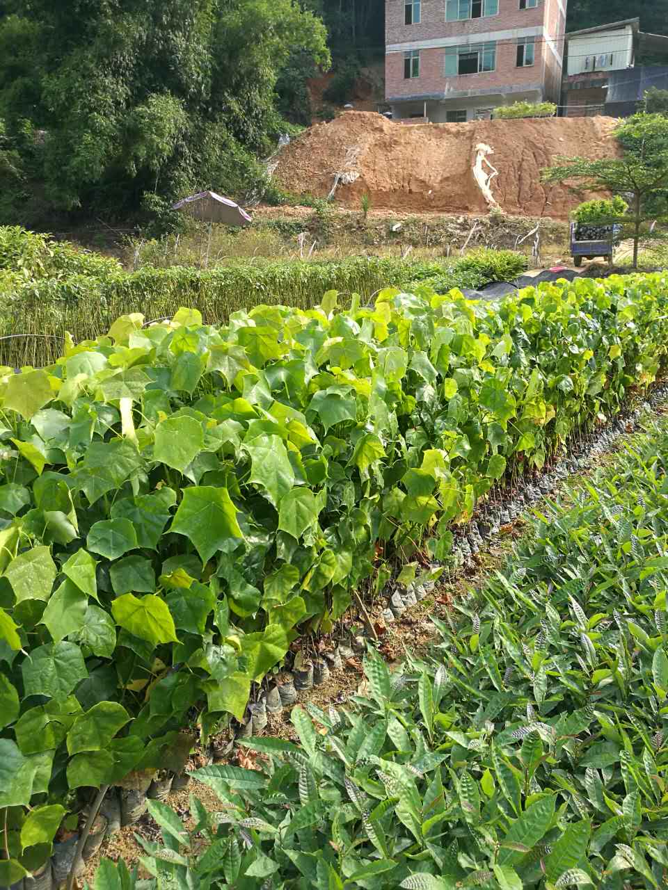 米老排种植基地，广西米老排供应商 广西米老排种植基地