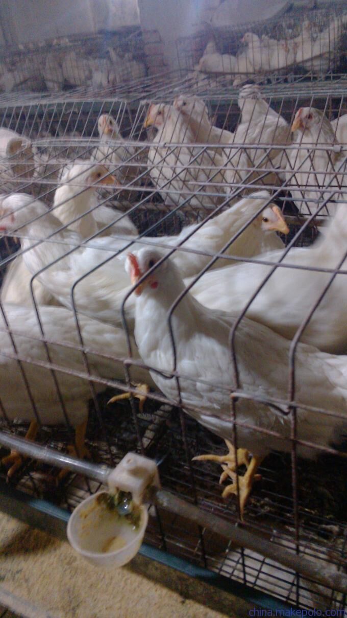 海蘭褐青年雞圖片