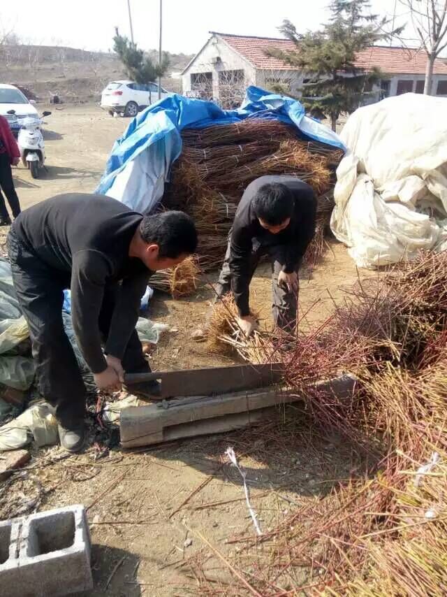 黃金桃樹圖片/黃金桃樹樣板圖 (4)