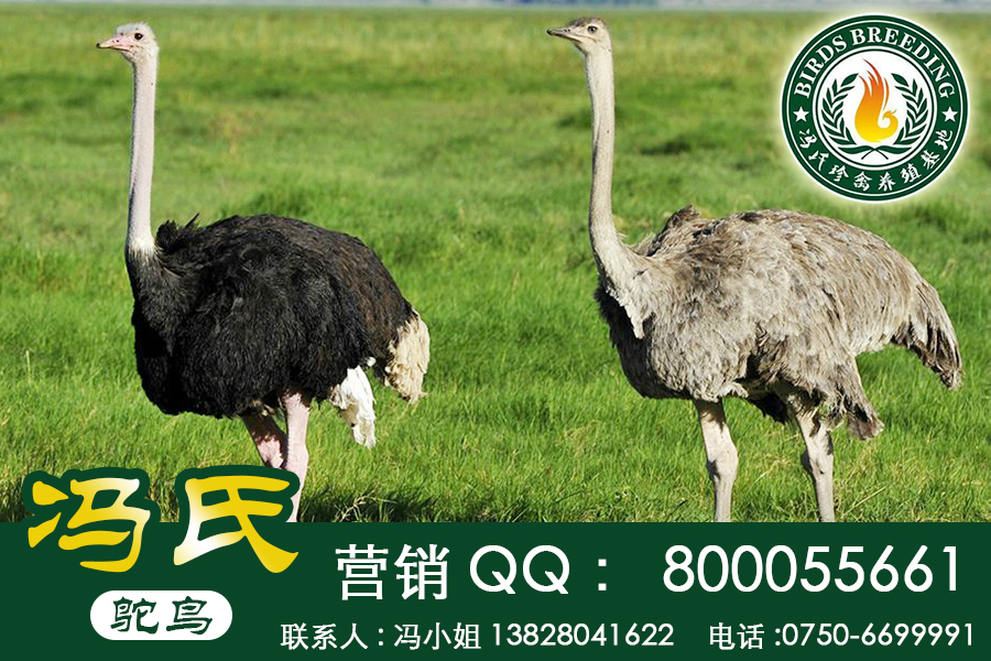 優(yōu)質(zhì)鴕鳥(niǎo)苗子，非洲鴕鳥(niǎo)苗圖片
