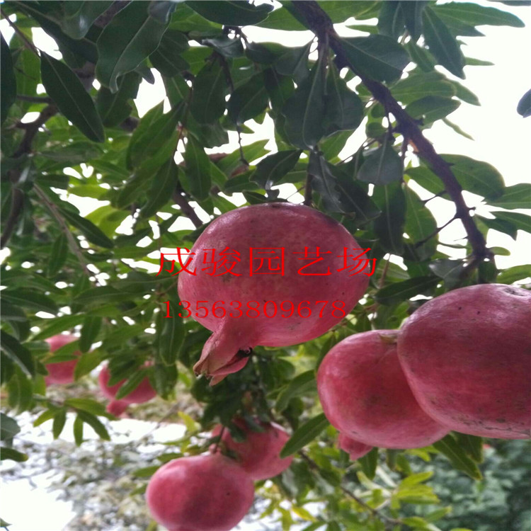 石榴樹苗圖片/石榴樹苗樣板圖 (4)