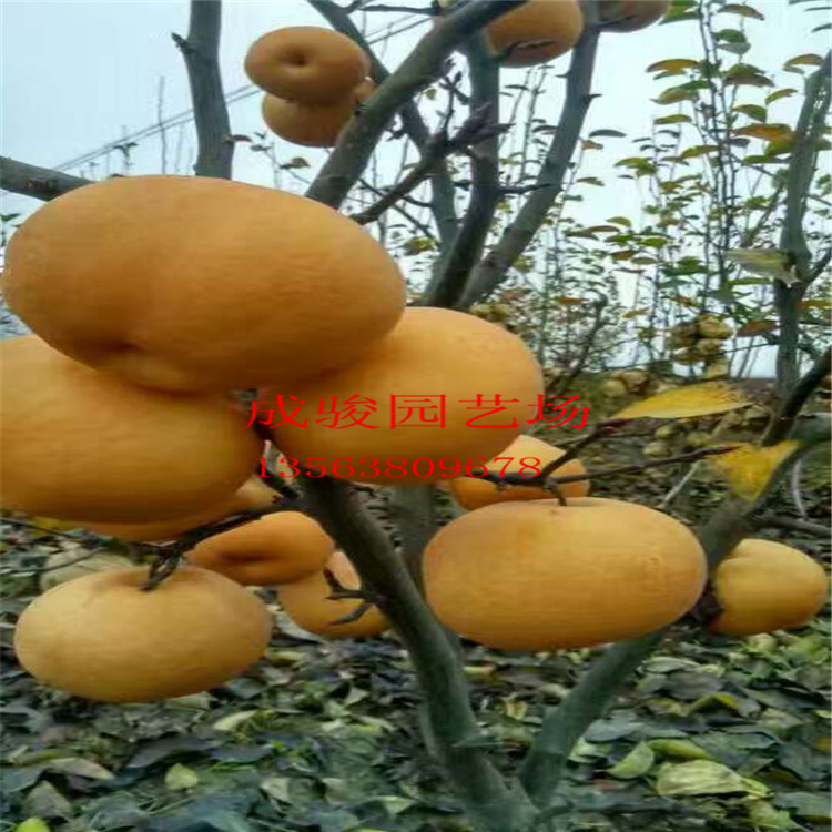梨樹(shù)苗圖片/梨樹(shù)苗樣板圖 (1)