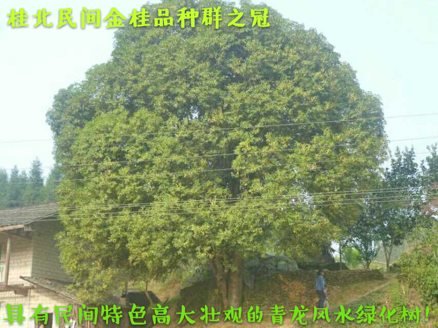 桂花圖片