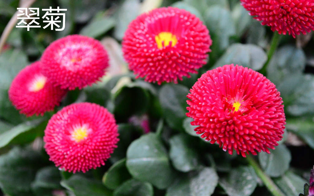 紫色向日葵價格貴嗎圖片