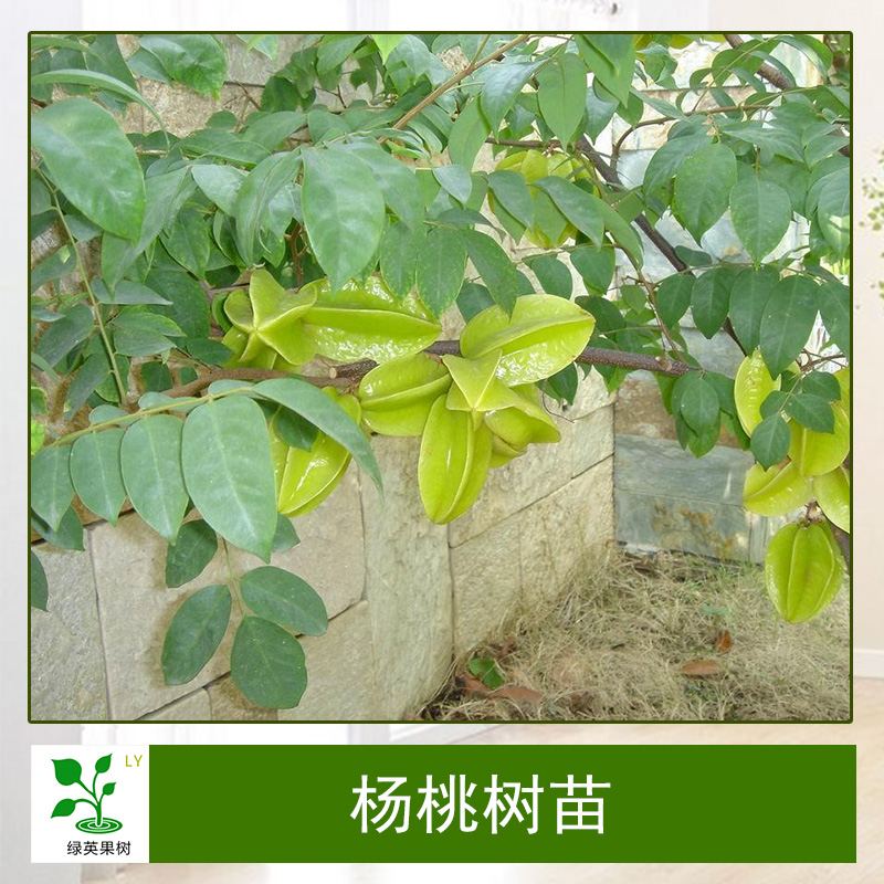 楊桃樹苗報價圖片